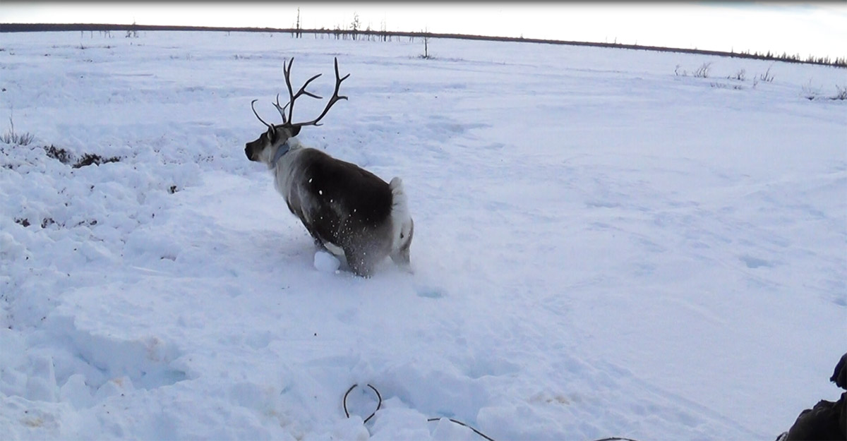Зачем стрелять в зад медведю и ползти на пузе к моржу - 11